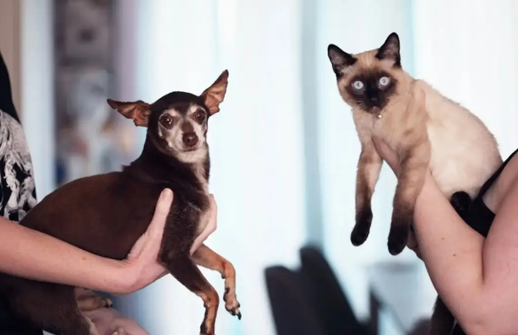 Imagen Si tienes planeado esterilizar a tu perro o gato, esto debes de saber 