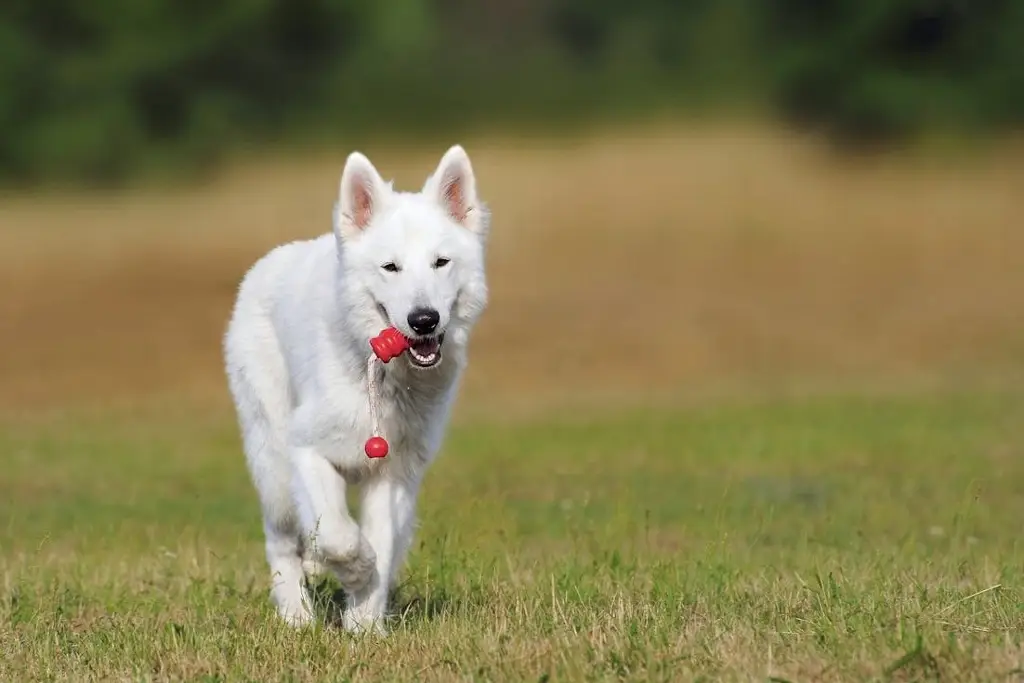 Identifican que los perros muestran comportamientos similares a la adicción respecto a sus juguetes