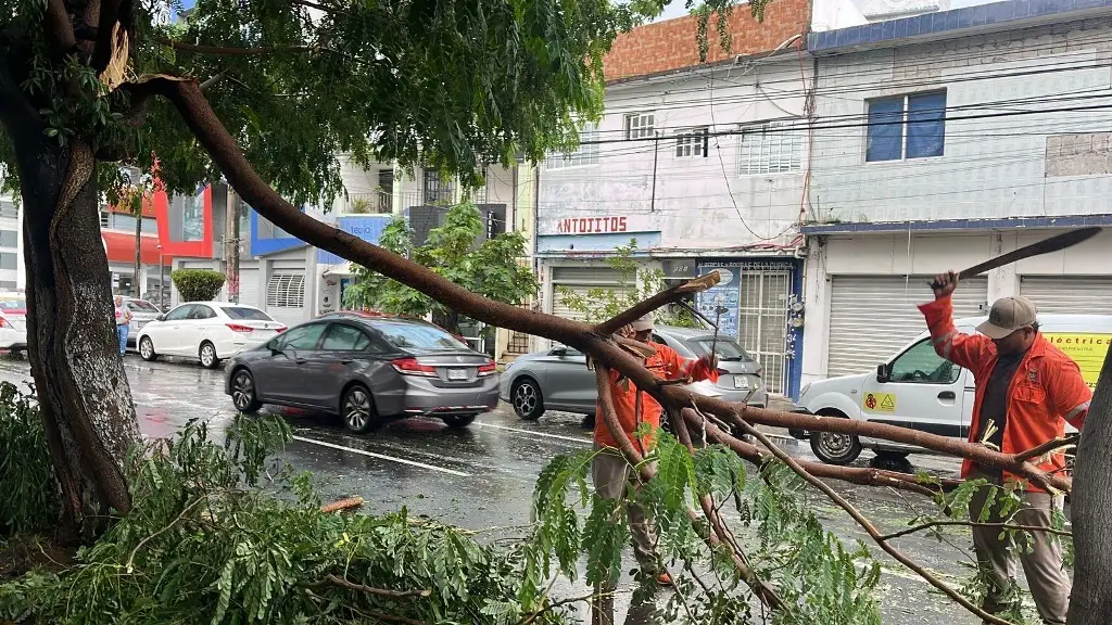 Imagen Cae árbol en transitada avenida de Veracruz