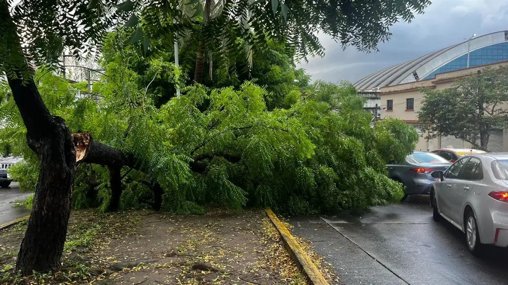 Cae gran árbol en avenida de Veracruz 