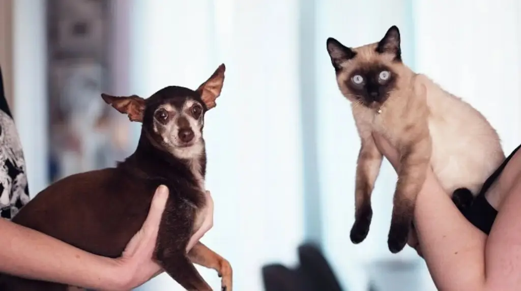 Imagen ¿Tienes mascota? Checa qué debes hacer para prevenir que se contagie de rabia