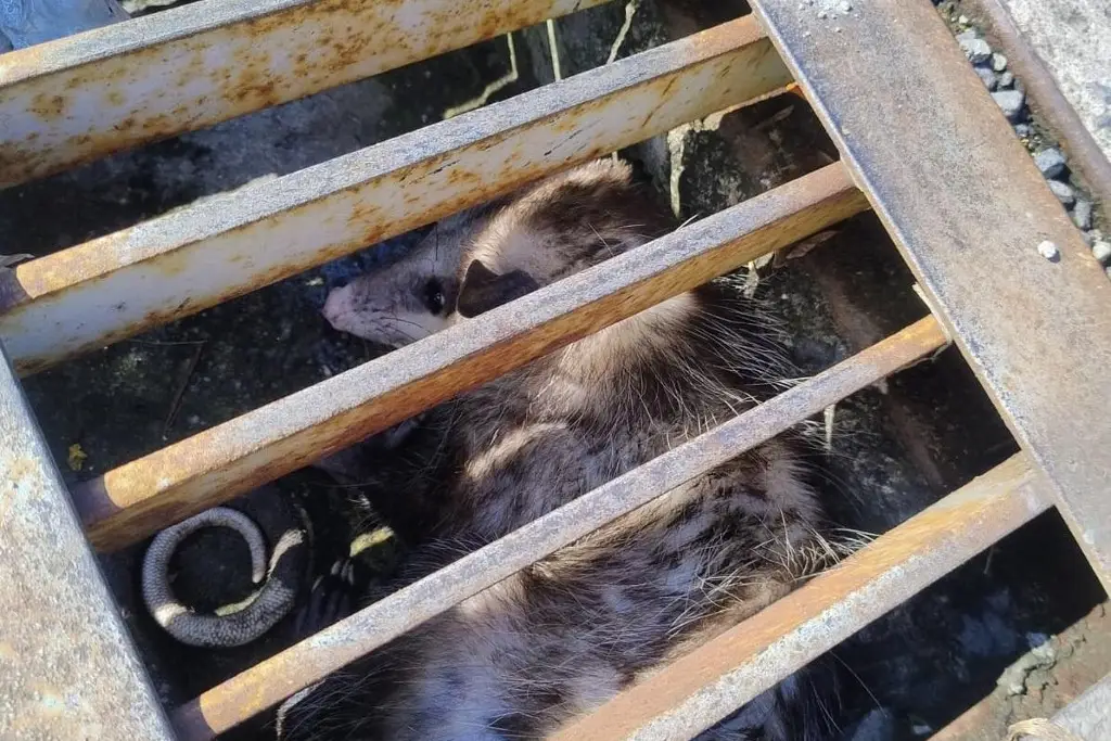 Imagen Encuentran tlacuache atrapado en alcantarilla en Boca del Río; esto pasó