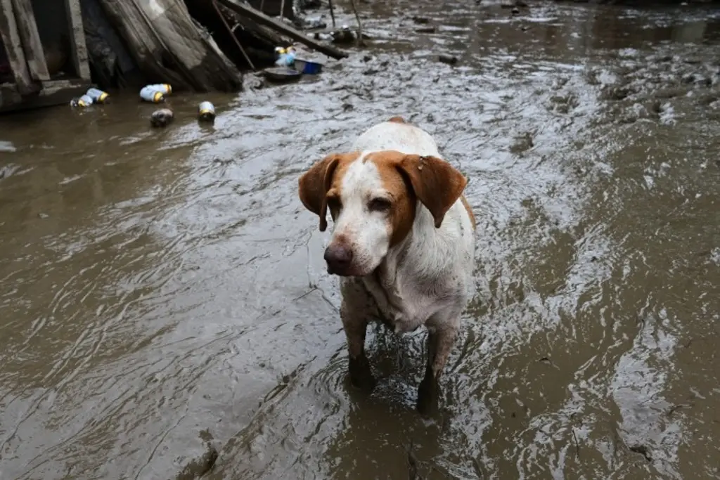 Imagen Así rescataron animales tras desbordamientos en el norte de Veracruz