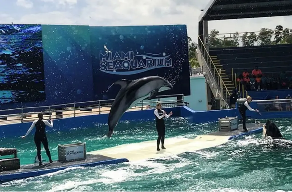 Imagen ¿Cerrarán el acuario de Miami tras bancarrota? Esto informan (+Video)