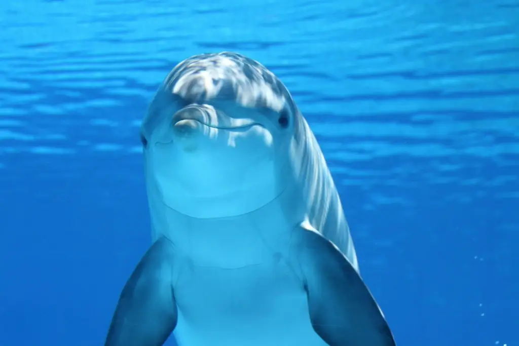 Científicos de Florida detectan daños cerebrales similares al Alzheimer en delfines