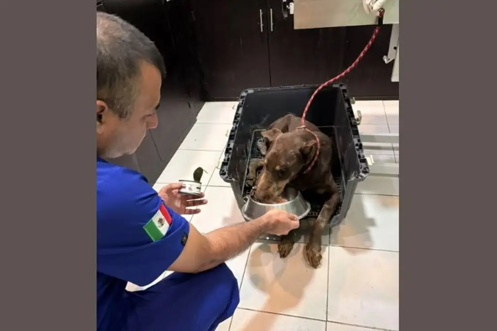 Imagen Perros y gatos afectados por inundaciones en Veracruz requieren ayuda: ARPA