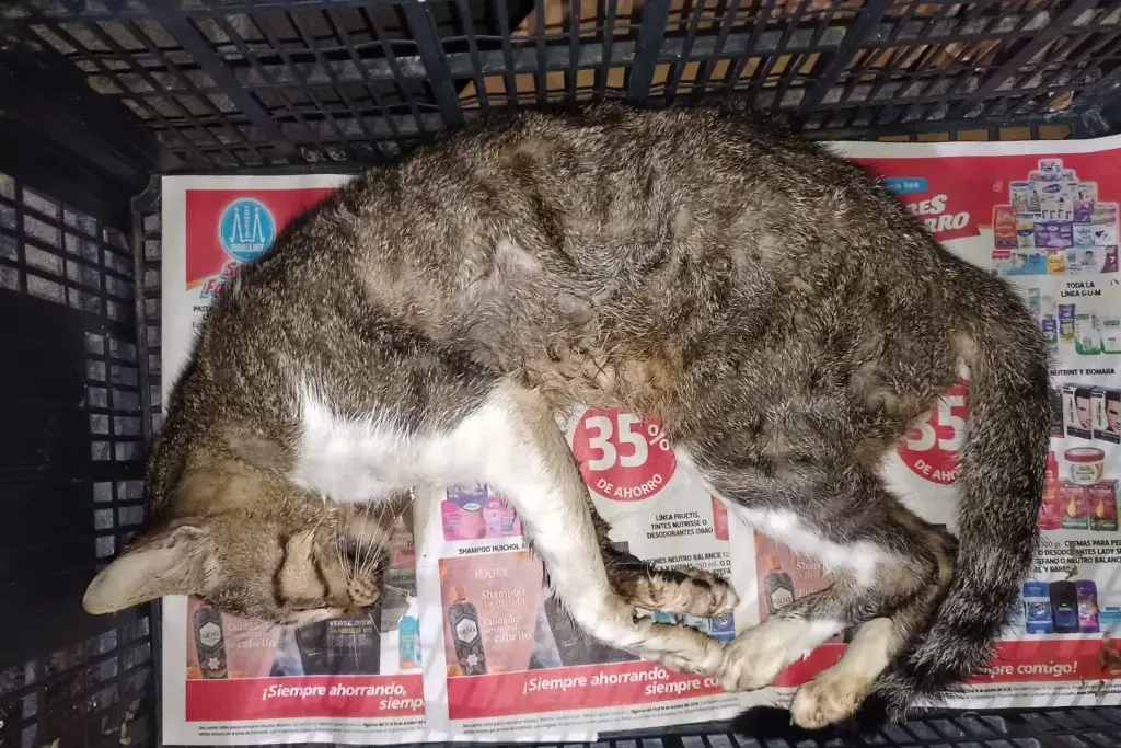 Imagen Envenenan decenas de gatos en Veracruz; de esta manera lo están haciendo
