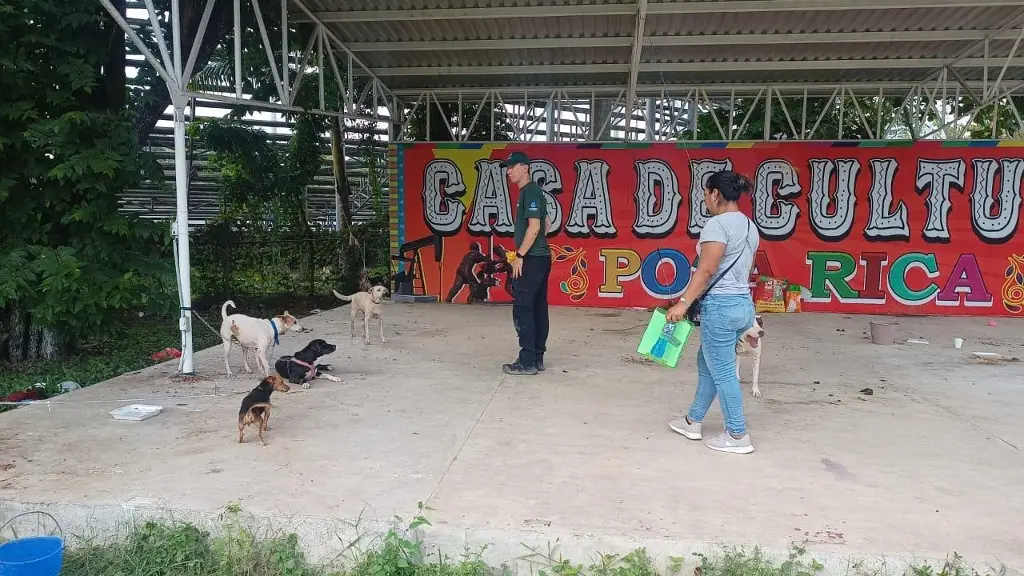 Imagen Asociación implementa acciones de salud para animales tras inundaciones en Poza Rica