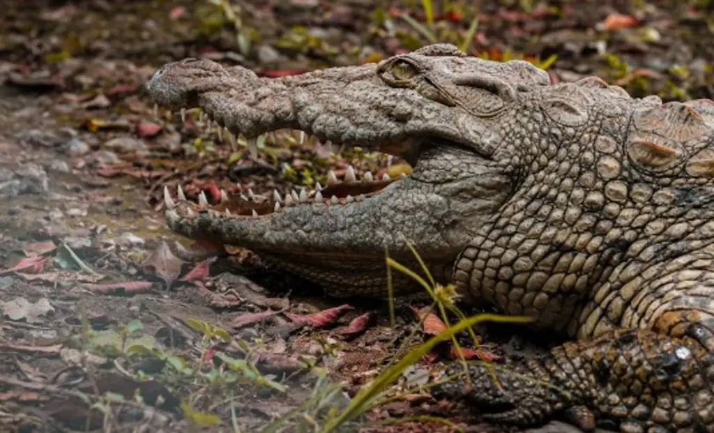 Hombre a punto de ser comido por cocodrilo en laguna de Veracruz; esto ocurrió