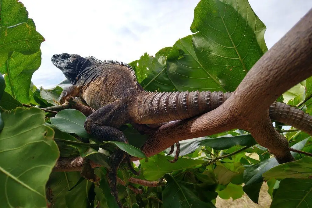Imagen Descubren especie que habitaba el continente americano antes que los humanos