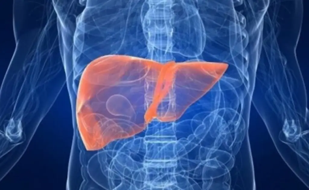 Imagen Identifican proteína como posible molécula terapéutica para prevenir hígado graso