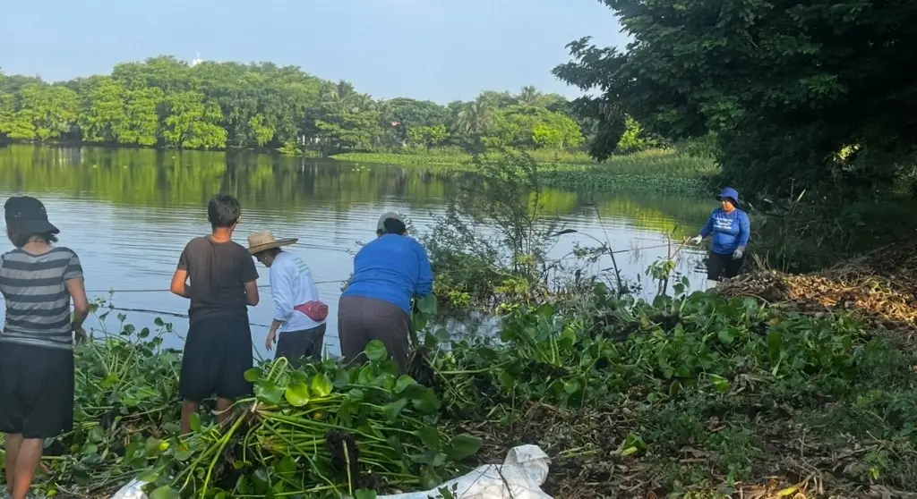 Imagen Vecinos de las lagunas La ilusión y El ensueño comienzan la limpieza de 30 toneladas de lirio