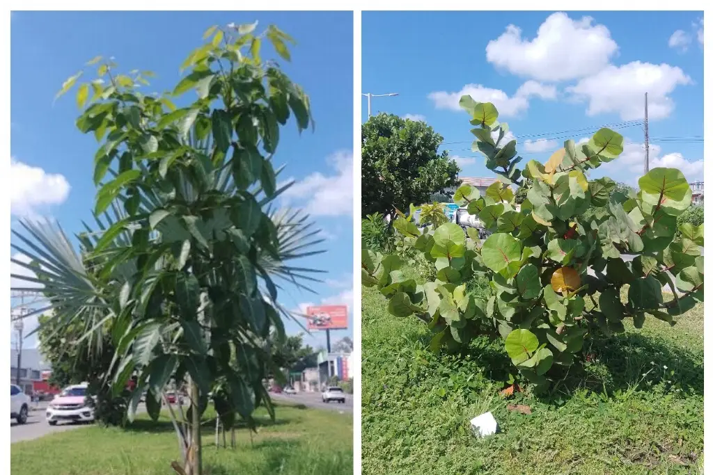 Imagen Continúa arborización de camellones y áreas verdes en Veracruz