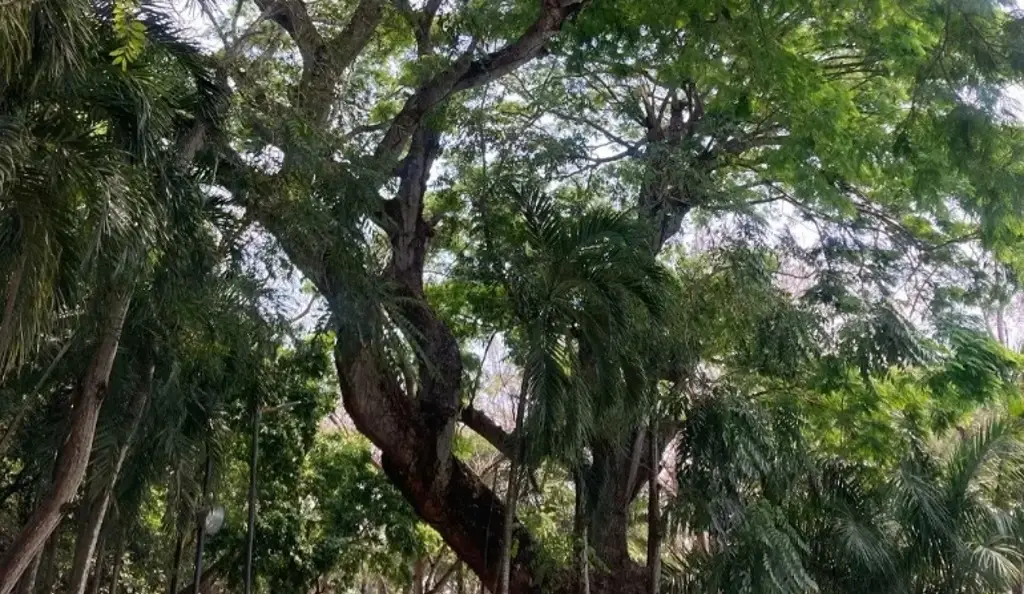 Imagen Plantarán decenas de árboles en Veracruz; checa cuándo