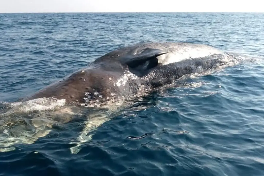 Imagen Encuentran cachalote muerto frente a costas de Chachalacas