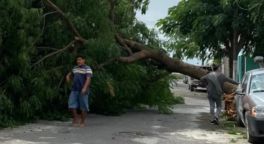 Imagen Se registran afectaciones en Veracruz y Boca del Río por evento de norte; aquí un recuento