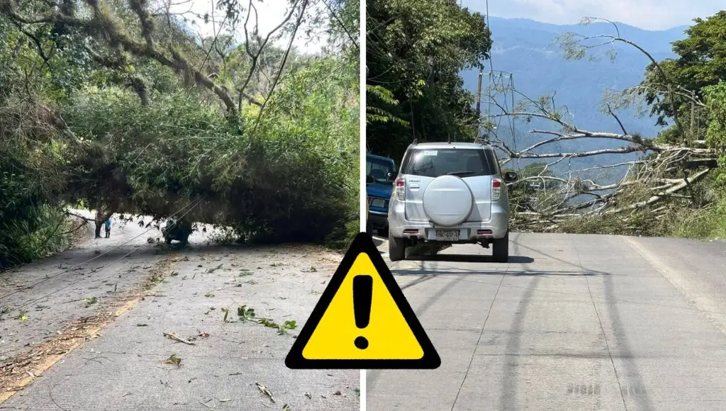 Imagen Fuertes vientos tiran árboles también en Coatepec