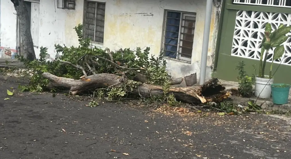 Imagen Cae un árbol en colonia Unidad Veracruzana
