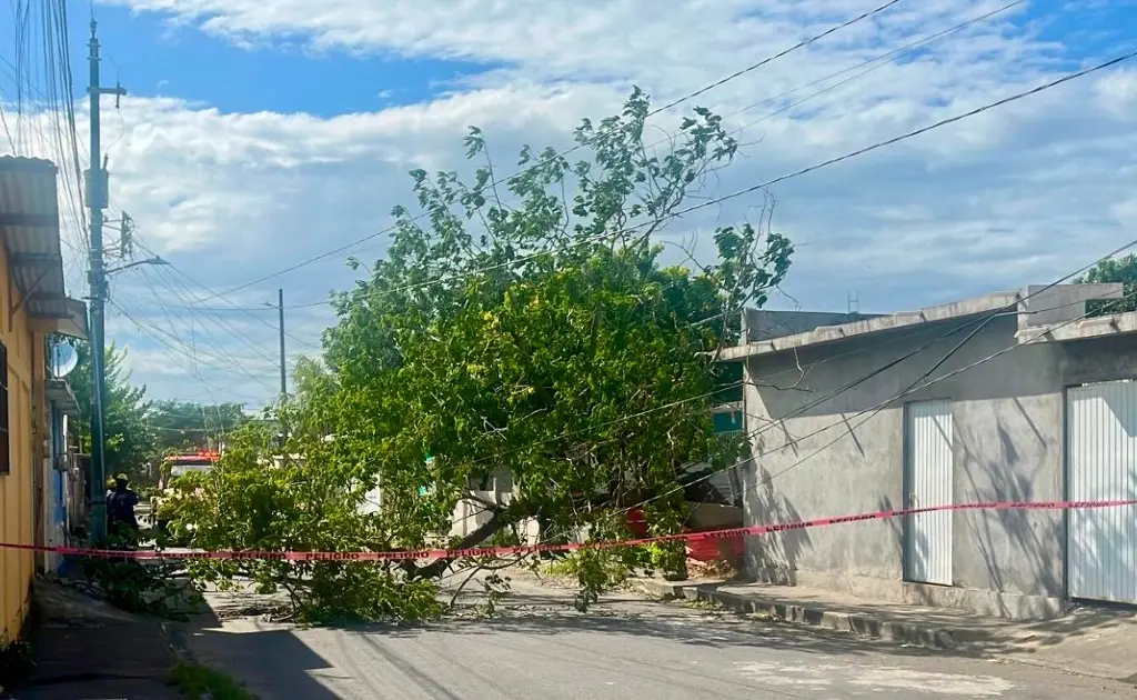 Imagen Árbol deja sin energía eléctrica a vecinos de colonia en Veracruz