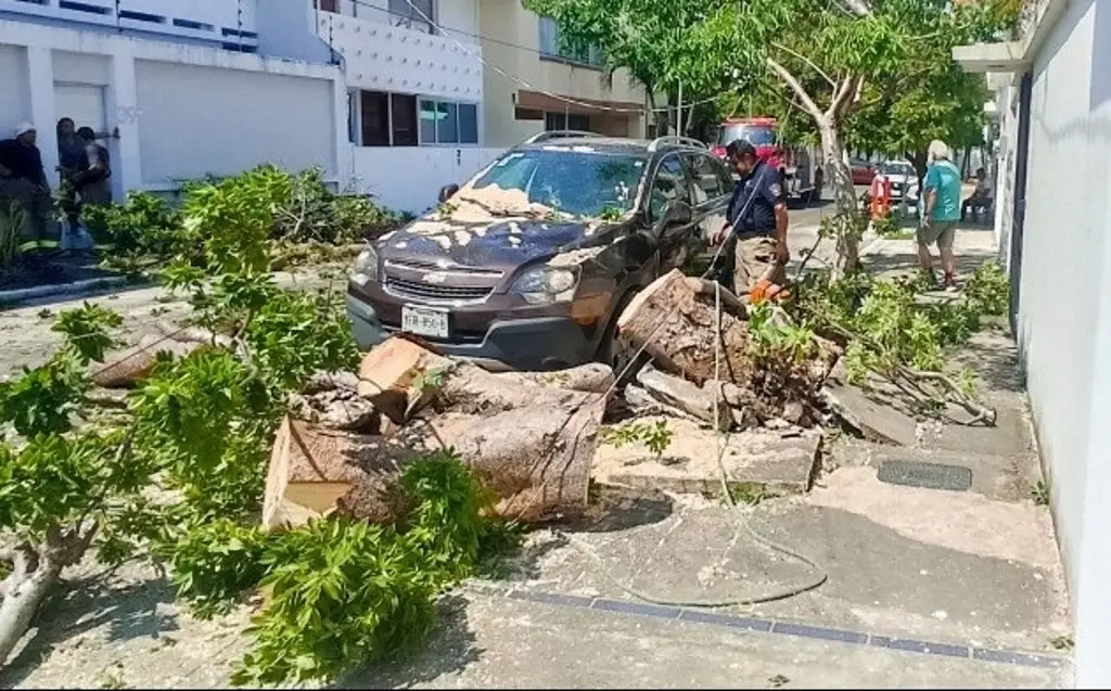 Imagen Varios árboles caídos y carros afectados, entre los daños por evento de norte en Veracruz