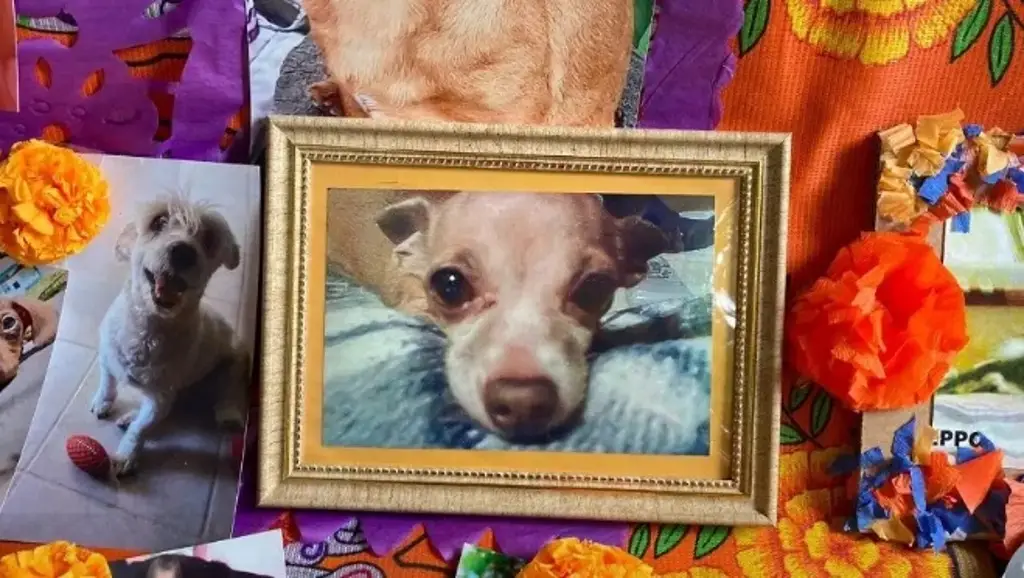 Imagen ¿Por qué se incluyen las mascotas en el altar de muertos?