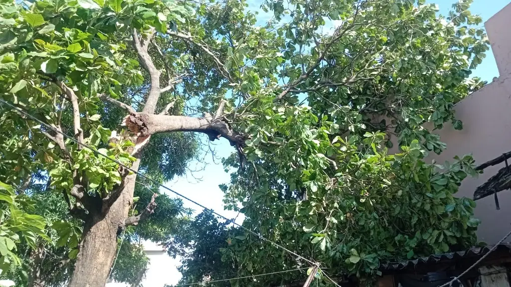 Cae árbol sobre vivienda, piden ayuda para retirarlo en Veracruz