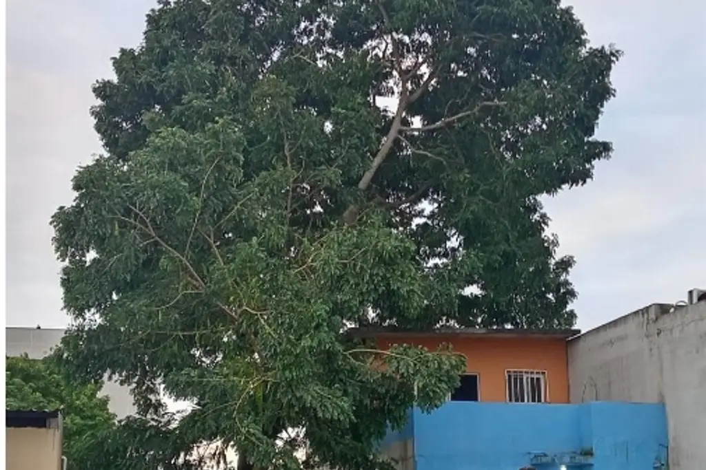 Imagen Rama de árbol cae a casa por rachas de viento; habitantes piden retirarlo