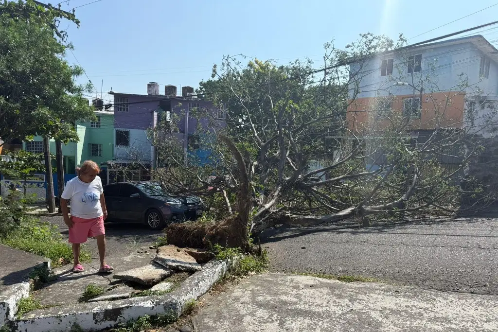 Imagen Una barda, árboles caídos y otros daños deja el norte en Veracruz