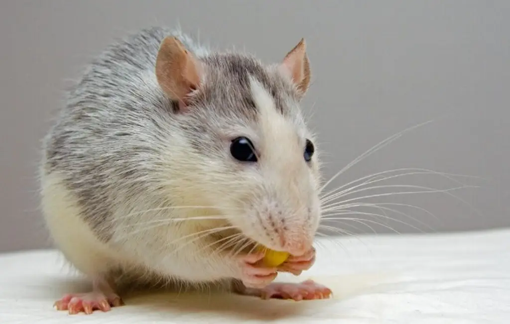 Imagen Científicos logran modificar la creación de recuerdos en ratones