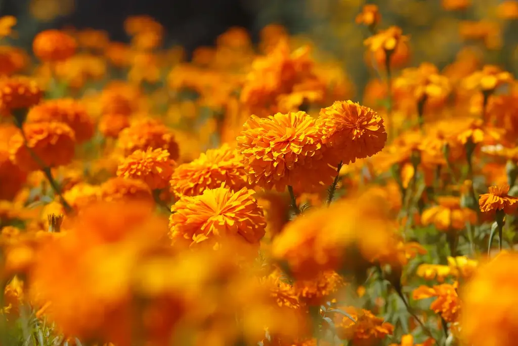Imagen Cempasúchil, la flor mexicana que guía a las almas de los muertos de vuelta a sus hogares