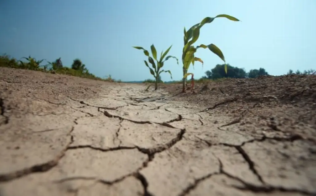 Imagen Reportan sequía severa en algunos municipios de Veracruz 