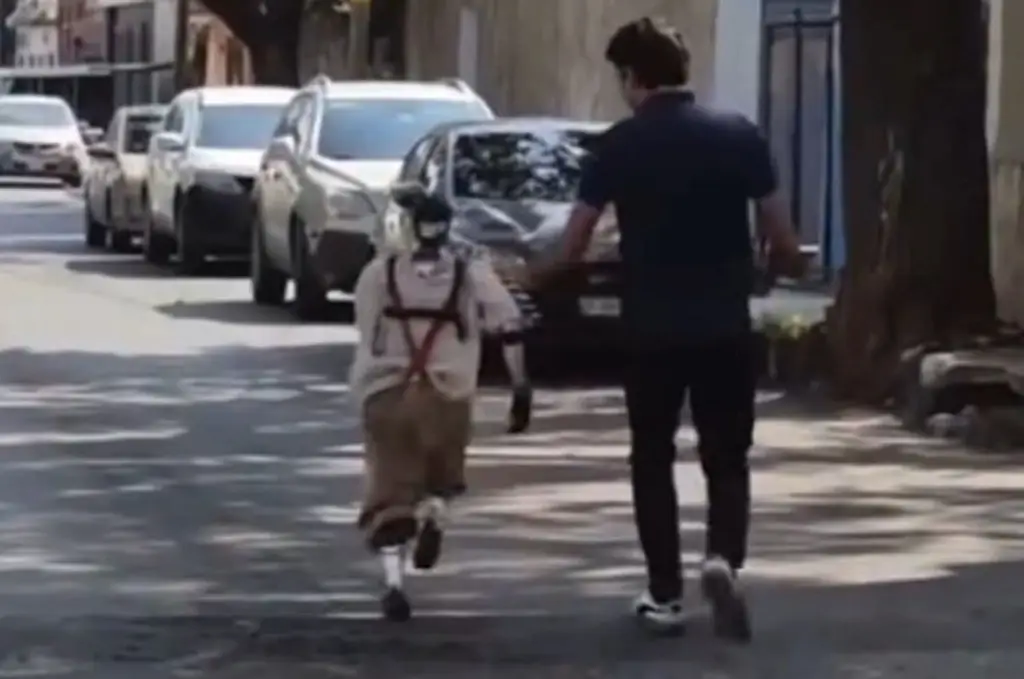 Imagen Así corre ChaBot del 8 en las calles y ¡'Come tacos'! (+Video)