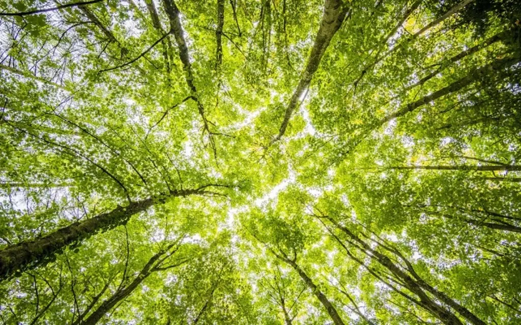 Imagen Impacto humano en bosques amazónicos transforman su historia evolutiva, según estudio