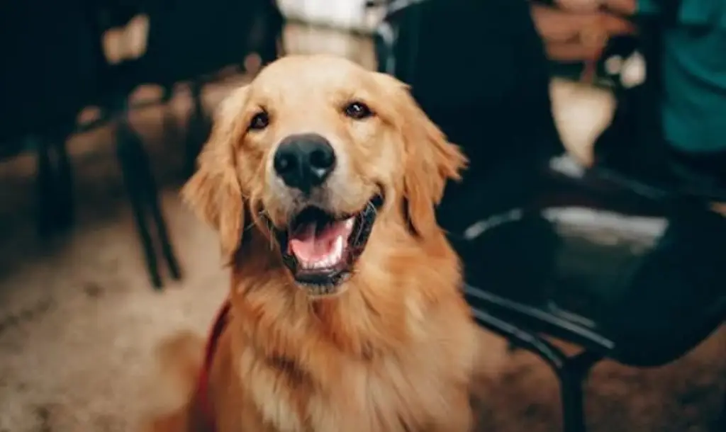 ¿Qué son capaces de detectar los perros con su olfato? 