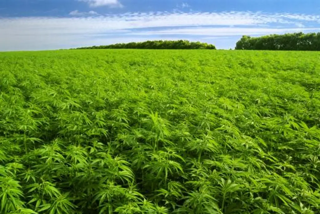 Imagen EU emite prohibiciones a la industria del cannabis, empresarios reaccionan