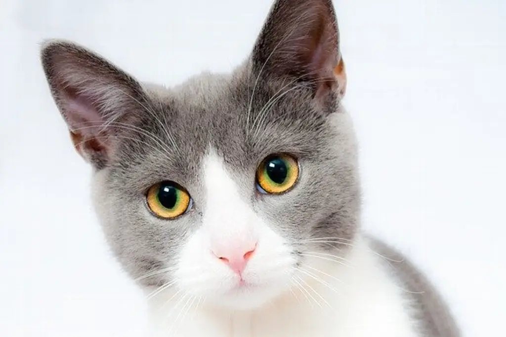 Croquetón para gatitos en Veracruz ¿Cuándo y dónde donar?