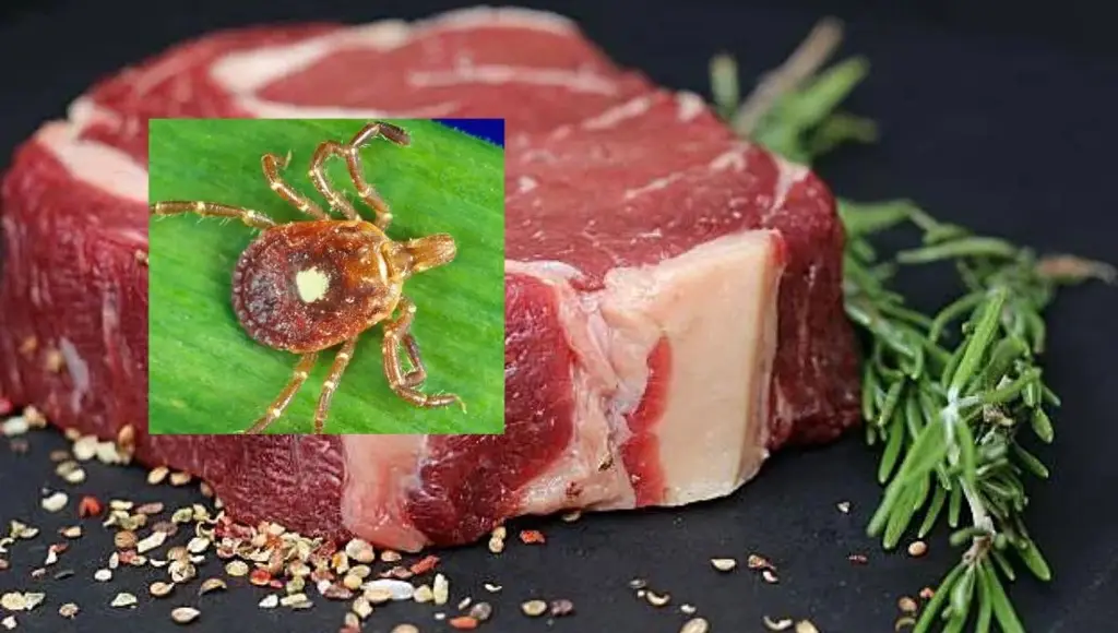 Imagen Identifican primera muerte relacionada a garrapata que provoca alergia a la carne roja