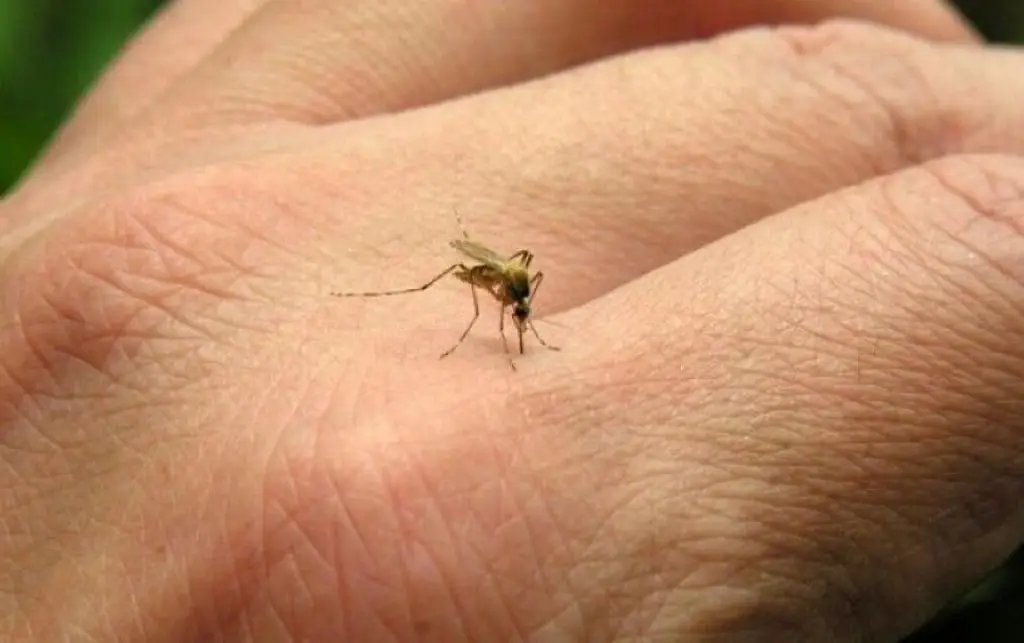 Imagen Detectan por primera vez presencia de mosquitos en Islandia; país donde no existían