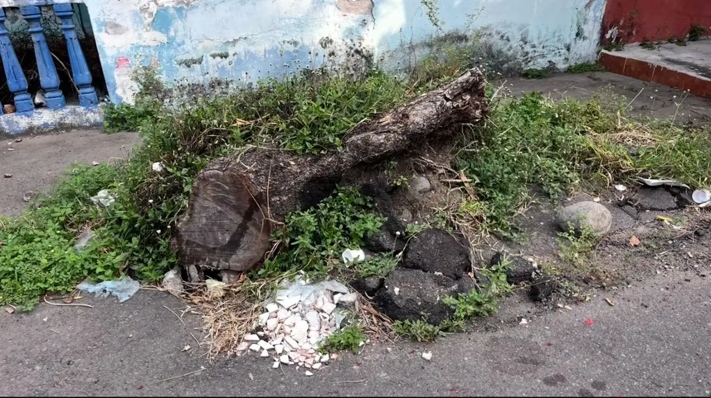 Imagen Árbol caído es nido de ratas, vecinos piden ayuda