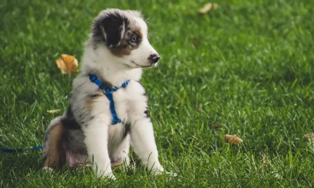 Conoce la importancia de vacunar a tu mascota en esta temporada invernal 