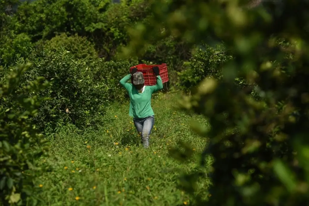 Lluvias dañan 18 mil hectáreas de cultivos en el norte de Veracruz: Sedarpa