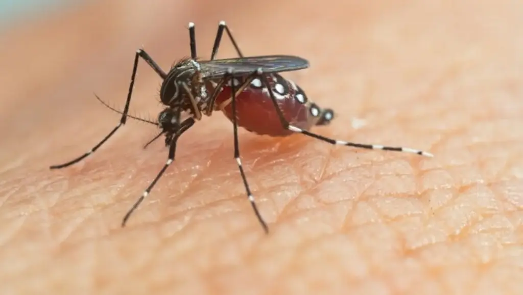 ¿Qué pudo provocar la llegada de mosquitos a Islandia por primera vez? Esto dice experto 