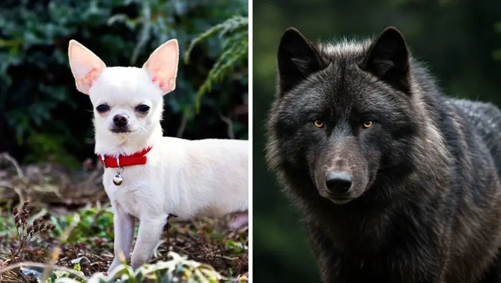 Imagen Estudios demuestran que todos los perros conservan genes de lobos, hasta los Chihuahua