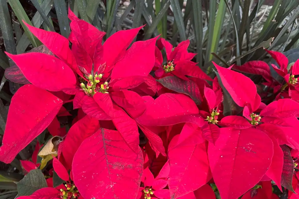 Decoran con motivos navideños el zócalo de Veracruz