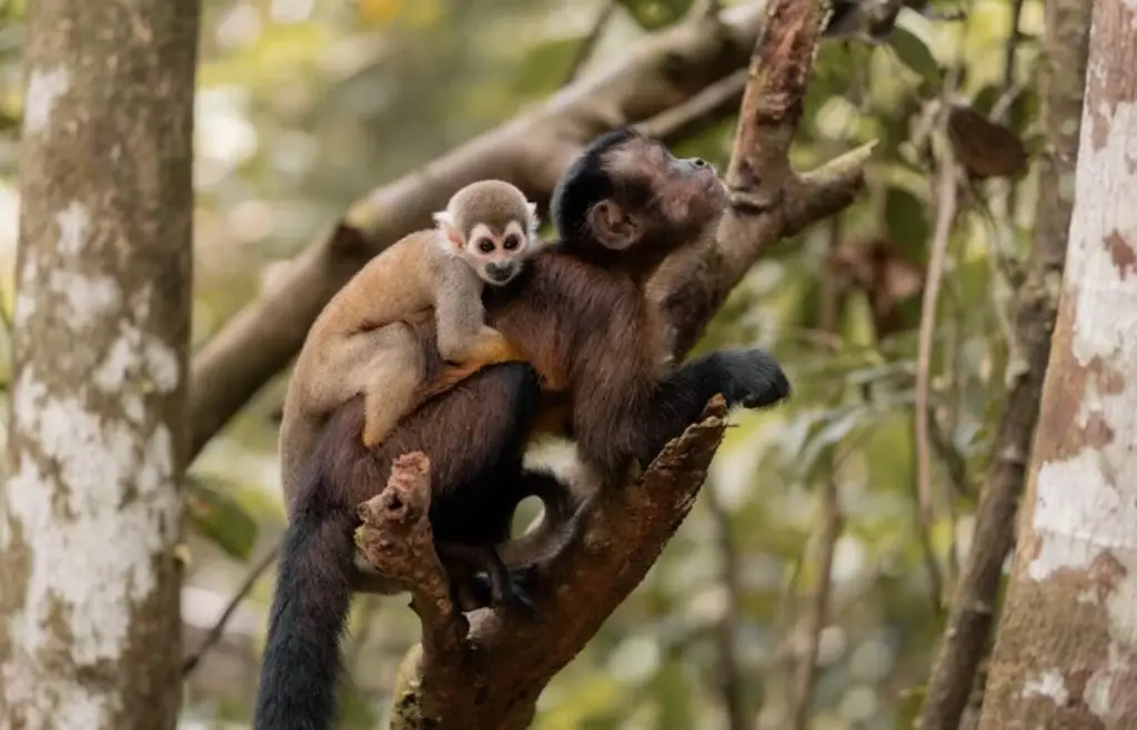 Imagen ¿Los monos tienen ritmo? Esto dice estudio 