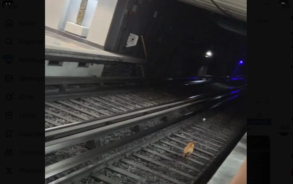 Imagen Caos en Línea 2 del Metro por perro en vías que no han podido atrapar (+Video)