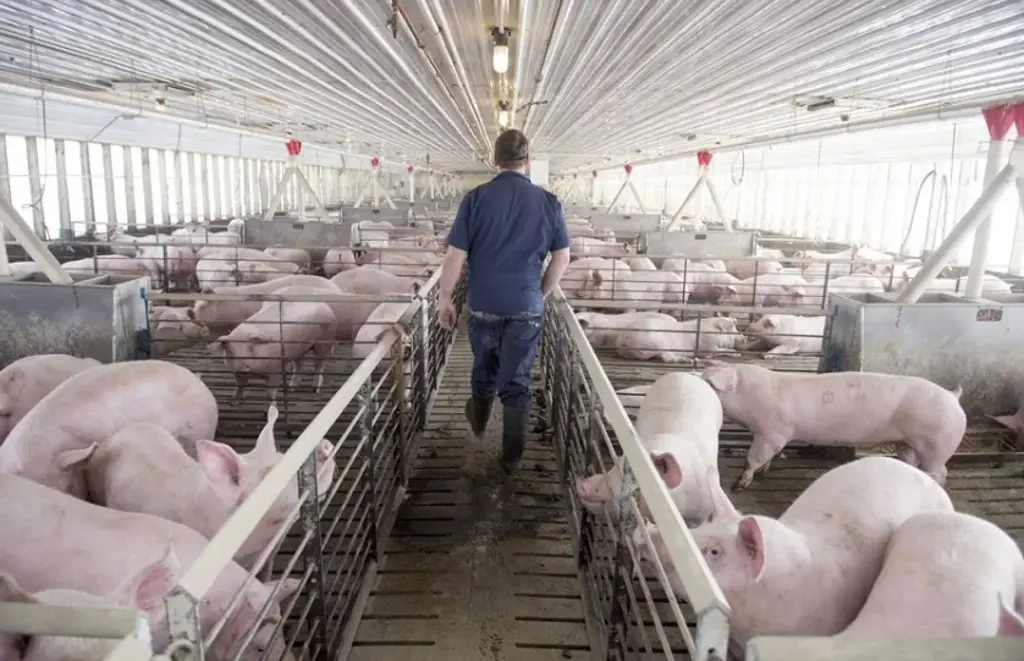 Imagen México suspende importaciones de carne de cerdo de España por la peste porcina