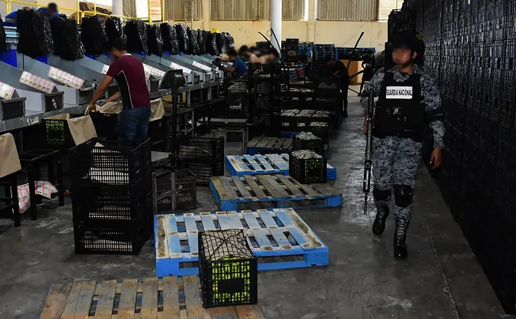 Detienen a 8 presuntos delincuentes e inhabilitan dos campamentos clandestinos en Michoacán