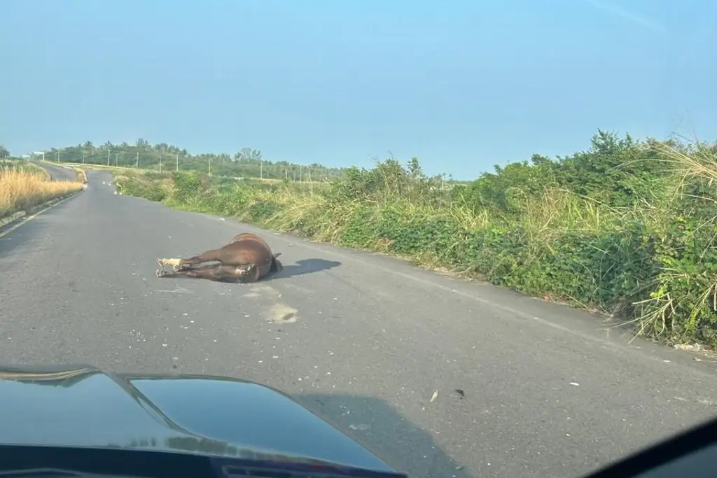 ¡Precaución! Caballo muerto en carretera hacia Riviera Veracruzana