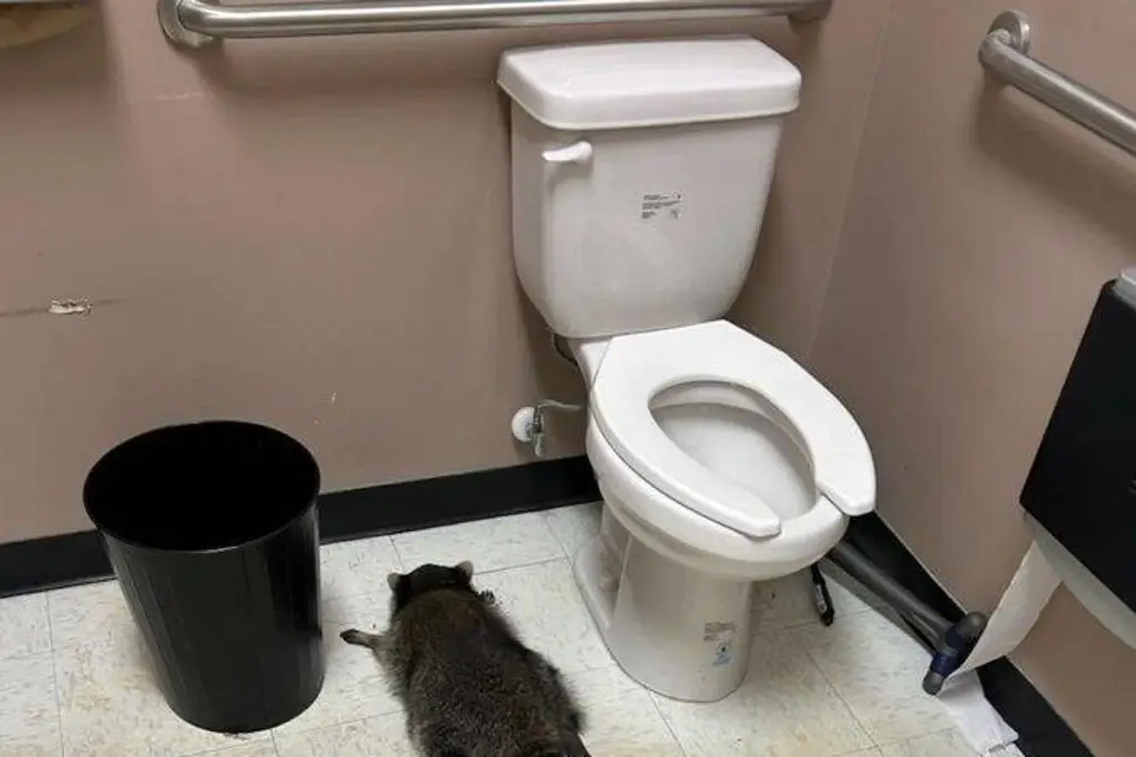 Imagen Hallan a mapache desmayado en el baño de licorería (+Video)